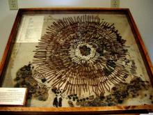 Stomach Contents Displayed in Case
